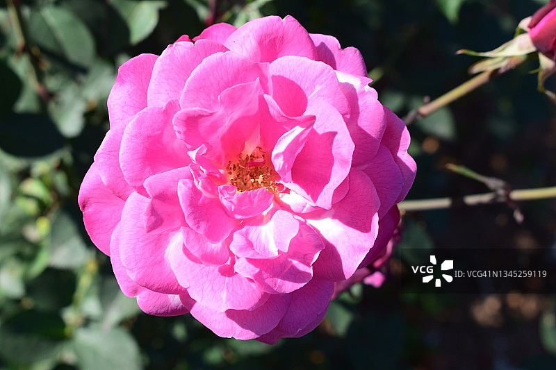 优雅，女性化的粉红色玫瑰花朵盛开。罗莎。蔷薇科的家庭。图片素材