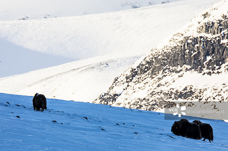 两只麝牛在山景观，Dovrefjell国家公园，挪威图片素材