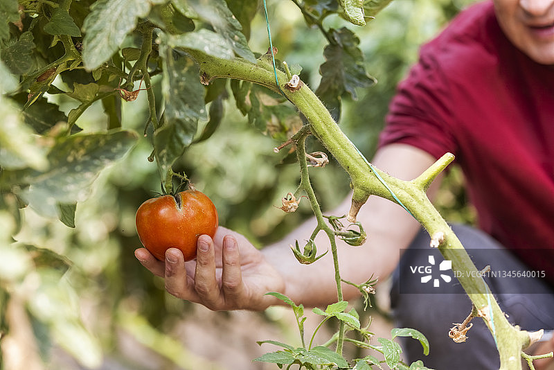 农民手拿番茄的特写镜头图片素材