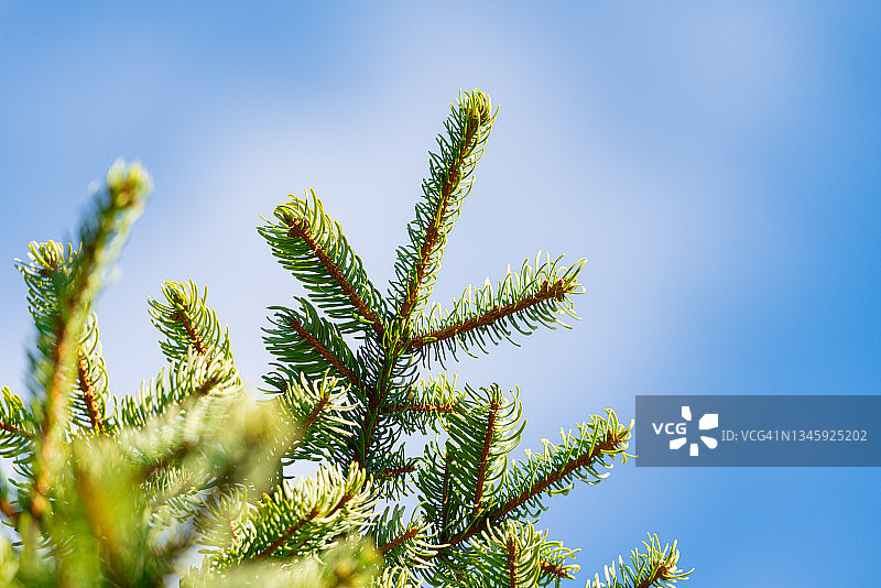 有多刺针叶的松树的树枝。蓝色天空和白云背景上的圣诞冷杉树。关注前景图片素材