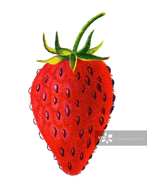 旧彩色版插图草莓水果图片素材