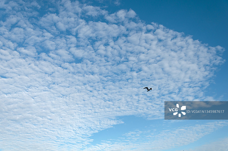 全画框的低角度视图，白色的云与蓝色的天空。卷积云和鸟儿飞翔图片素材