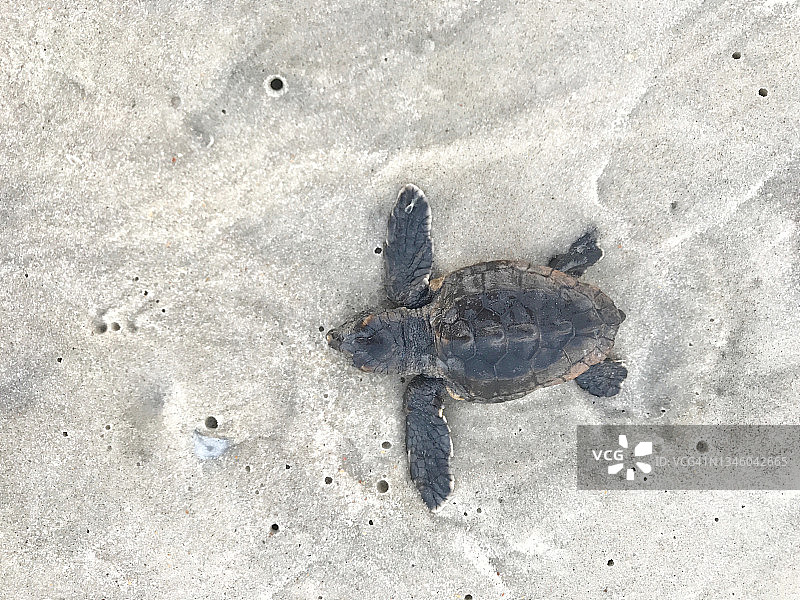 红海龟幼仔的反冲图片素材