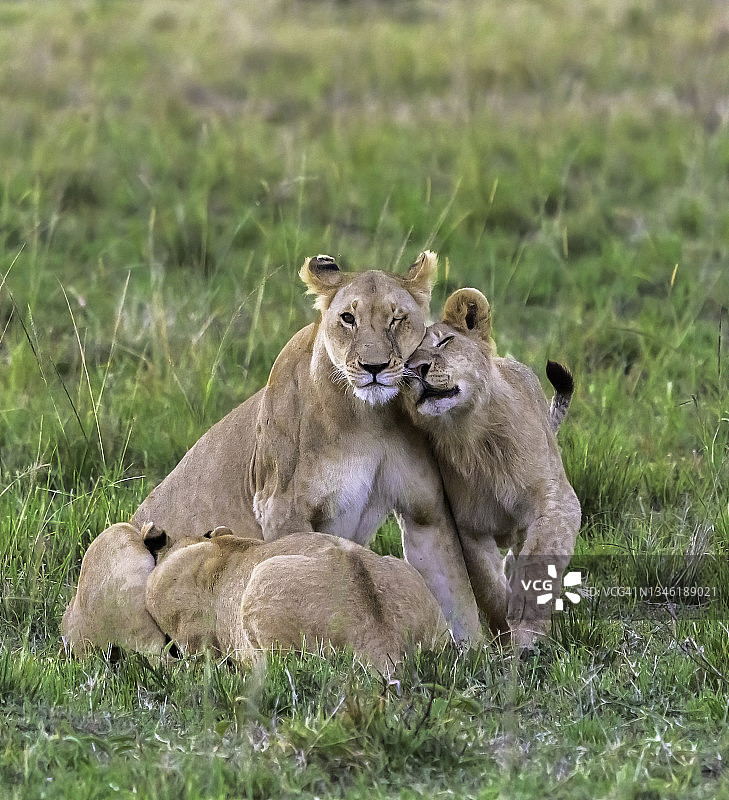 非洲荒野中的母狮和她的幼崽图片素材