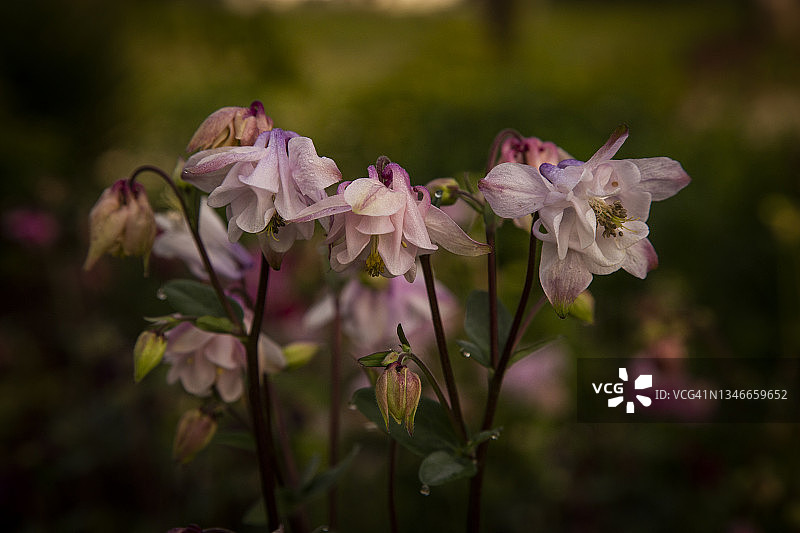 细致的粉红色衬裙花的Aquilegia vulgaris重瓣花，奶奶的帽子或耧斗菜背景是模糊的重点前景鲜花和芽。图片素材