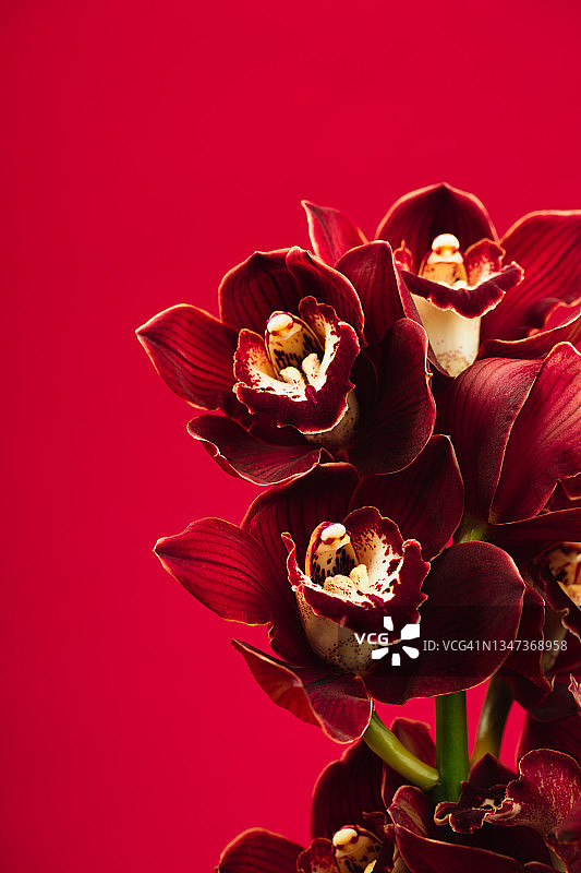 红色背景上美丽盛开的兰花枝。为你的设计复制空间。前视图和特写图片素材