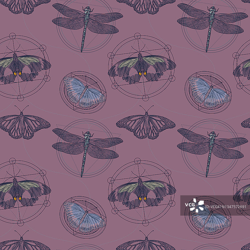 蛾，蝴蝶和蜻蜓神圣几何无缝图案图片素材