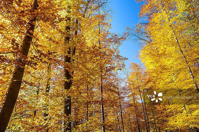 秋天的山毛榉林图片素材