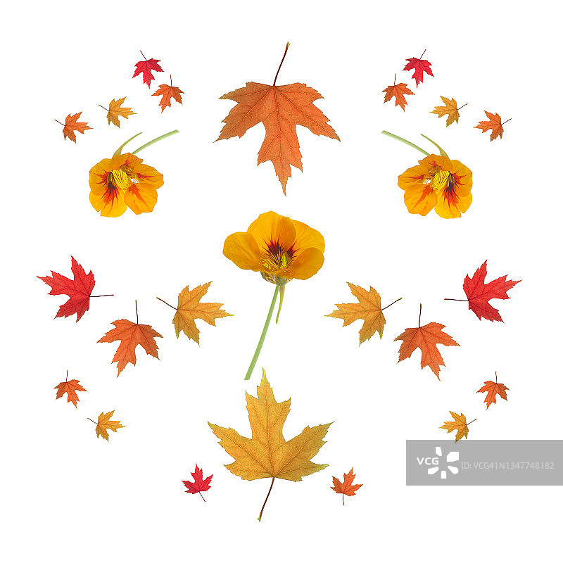 明亮的旱金莲花和枫叶描绘了秋天。图片素材