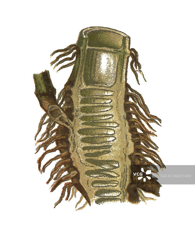 古老的雕刻插图的根cowbane (Cicuta virosa) -几种有毒的植物图片素材