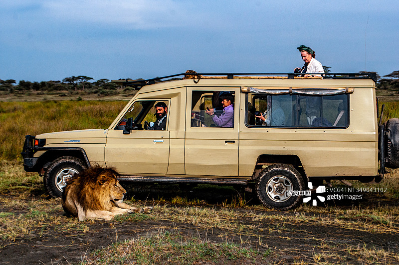 当游客拍照时，一头雄狮躺在旅游观光车旁边图片素材