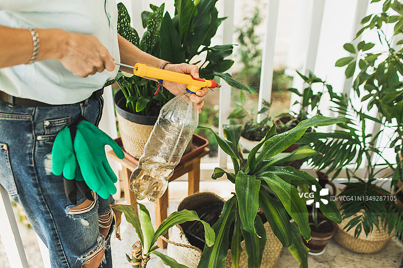 妇女的手在花园里浇灌绿色的室内植物。图片素材