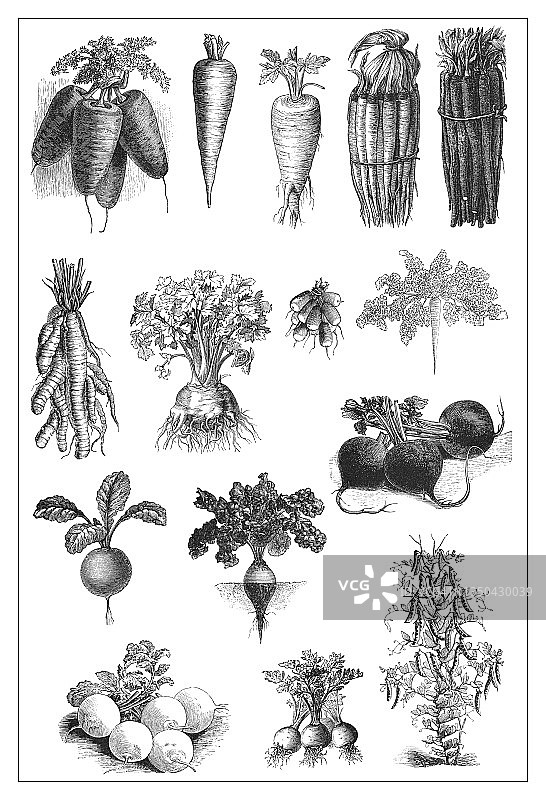 古老的蔬菜植物雕刻插图图片素材