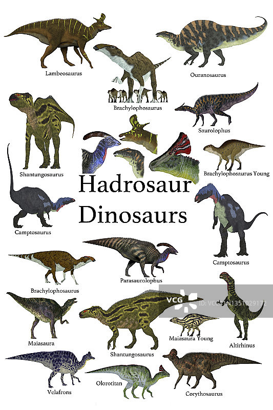 一群鸟脚类食草鸭嘴龙恐龙。图片素材