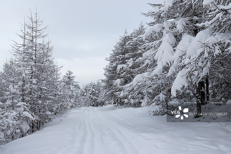 冰雪覆盖的滑雪道穿过冬天的森林。地面上和落叶松的树枝上都有许多新鲜干净的雪。图片素材
