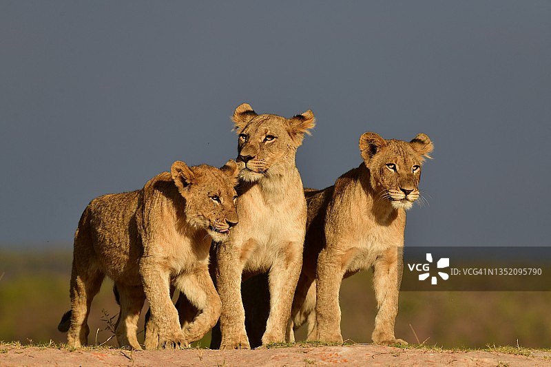 南非，小狮子站在小山上图片素材
