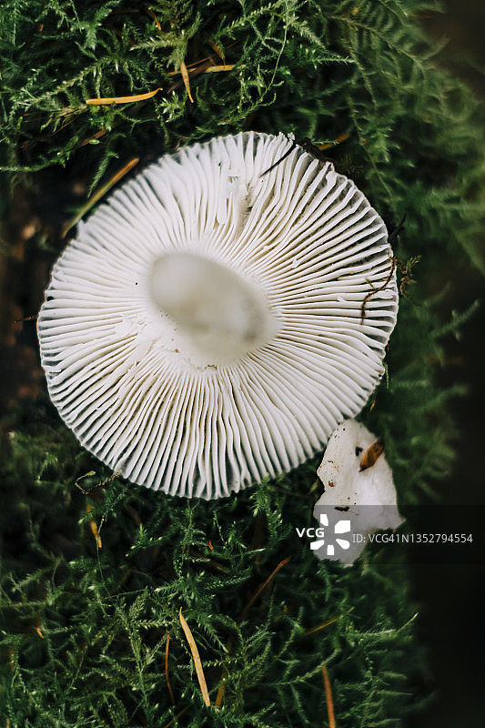 一棵野蘑菇躺在绿色的苔藓上图片素材