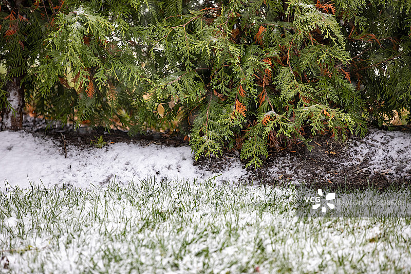 11月草坪上的第一场雪图片素材