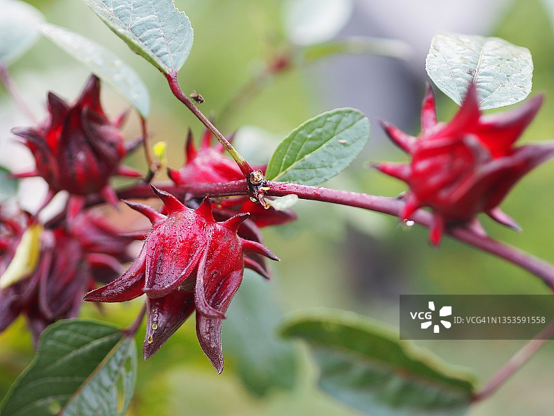 红色的芙蓉花盛开在自然背景模糊的花园里图片素材