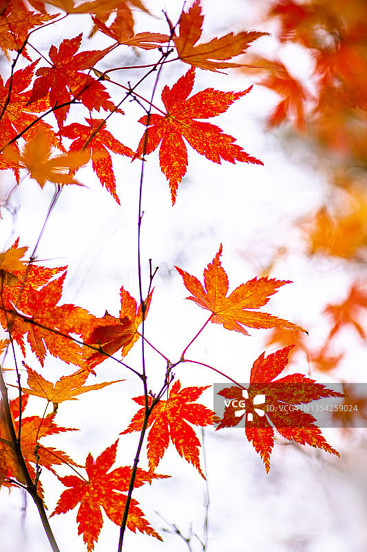 金色和橙色的日本枫树秋天的叶子也被称为棕榈槭图片素材