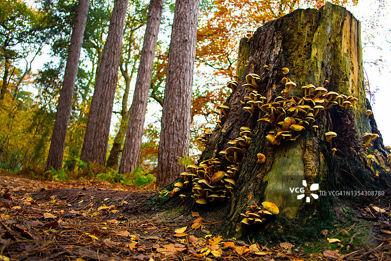 森林里的蘑菇图片素材