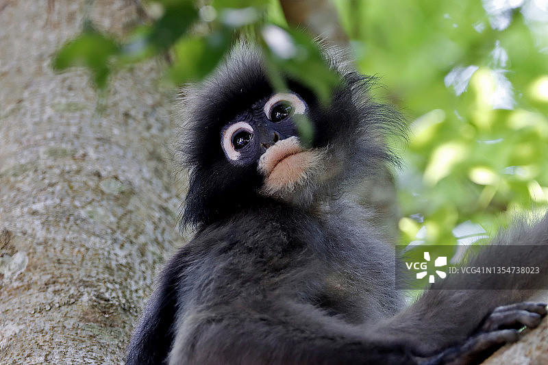 热带雨林中的黑叶猴眼镜叶猴图片素材