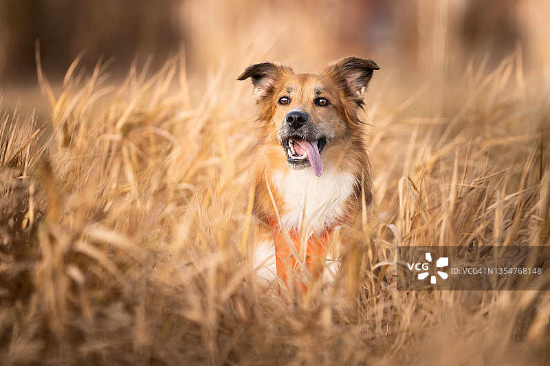 一只狗坐在高高的秋天的草地上图片素材