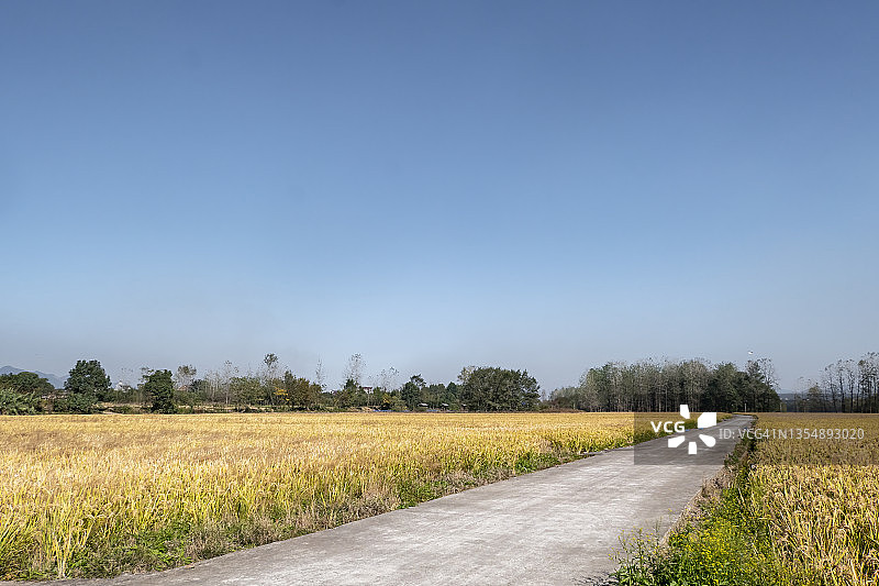 中国杭州农村秋天成熟的稻田图片素材