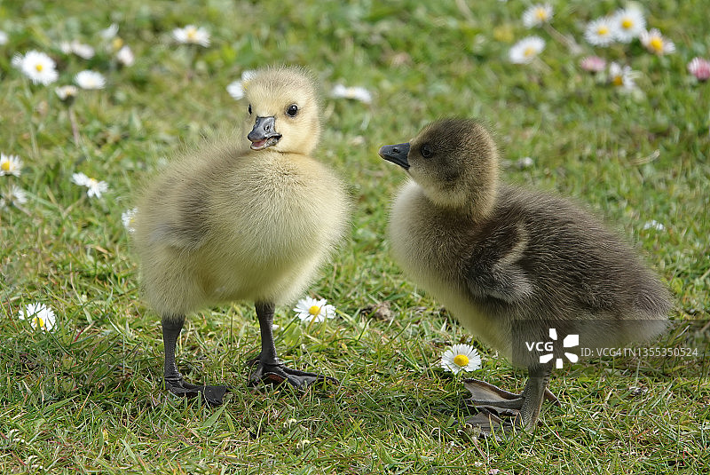 两只小鹅一起站在长满雏菊的草地上，一只好奇地看着另一只。图片素材