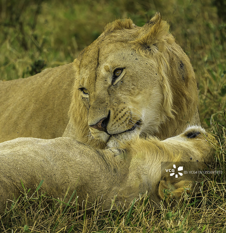 非洲荒野中的动画狮子图片素材