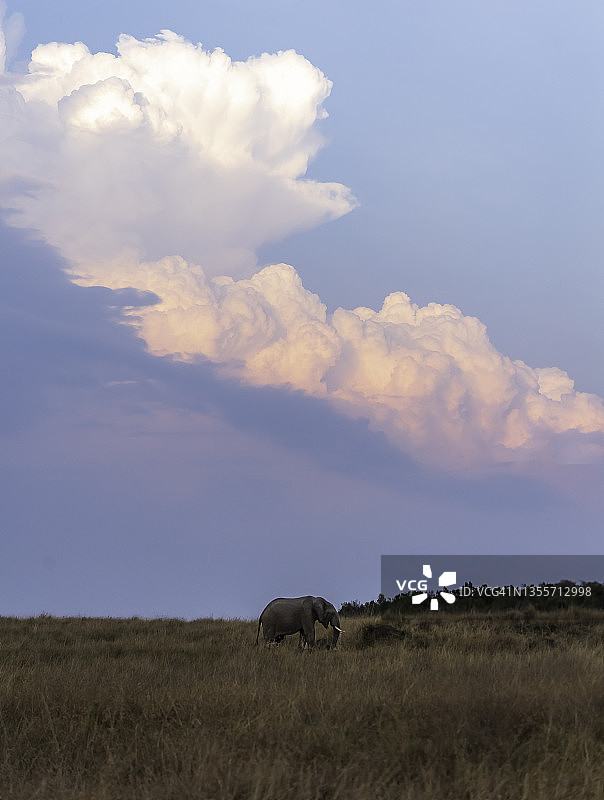 肯尼亚，大象在风暴中行走在热带草原上图片素材