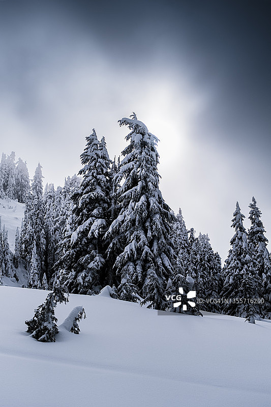 在加里波第省公园的亚高山山脊上的穆迪冬季景观图片素材