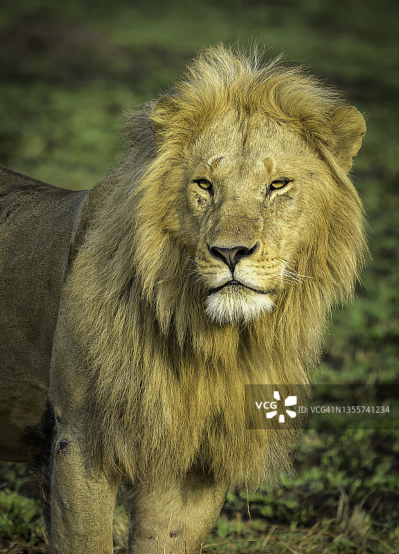 非洲大草原上的狮子图片素材
