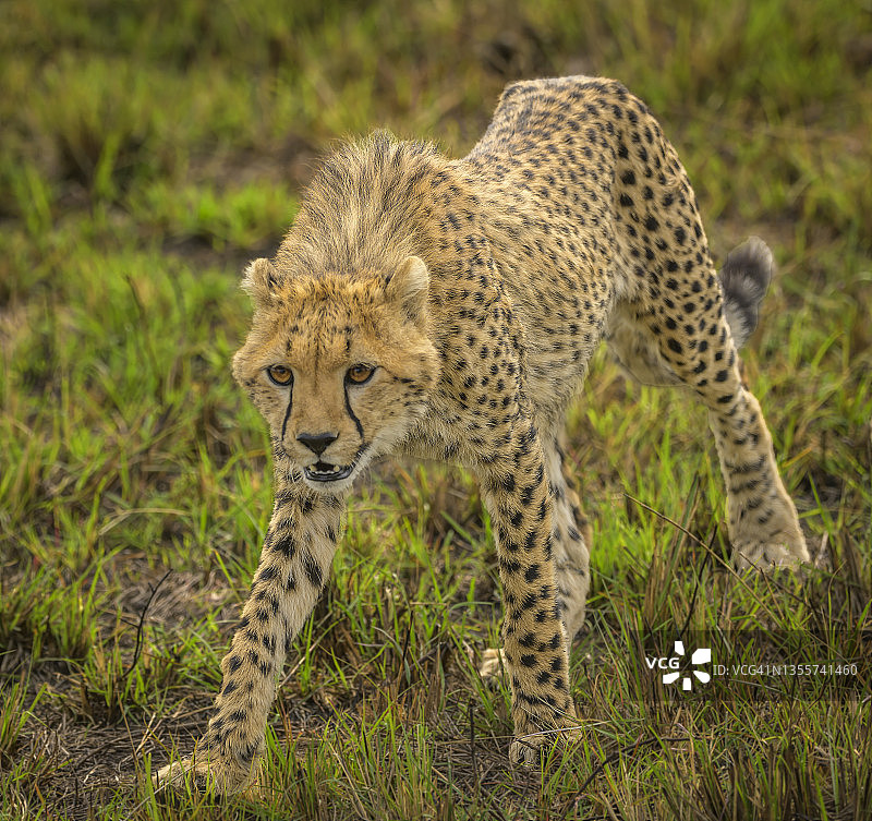 猎豹在非洲野外狩猎图片素材