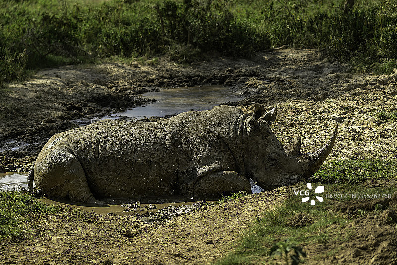 肯尼亚奥佩杰塔的犀牛正在洗泥浴图片素材
