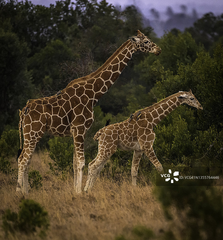 小长颈鹿和妈妈在奥佩杰塔图片素材