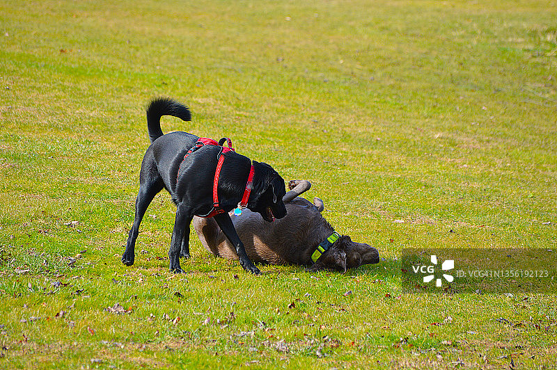 两只狗在公园里玩耍图片素材