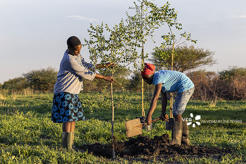 两名非洲黑人妇女种植树木以对抗气候变化图片素材