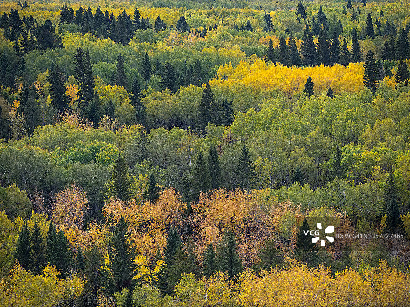 北方森林的秋天从上面图片素材
