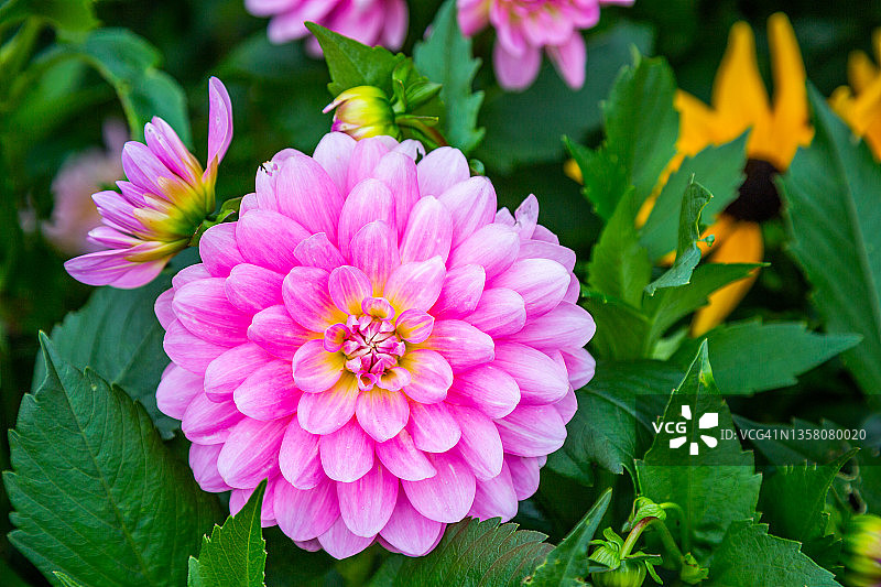 克劳德·莫奈家花园里的粉红色大丽花图片素材