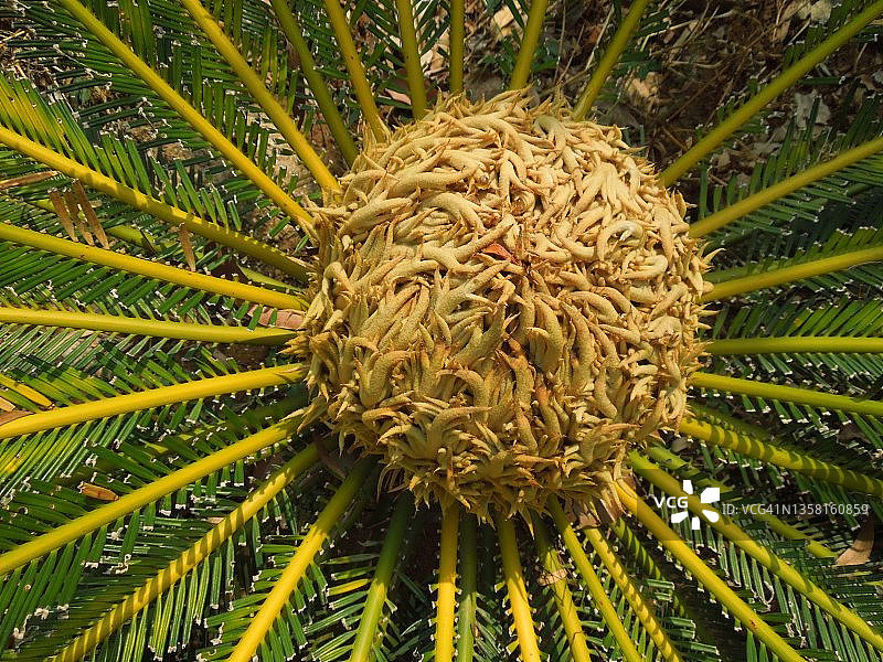 西米的一种棕榈树，深绿色的叶子和明亮的黄色骨头看起来很雄伟。苏铁树。苏铁科家庭。图片素材