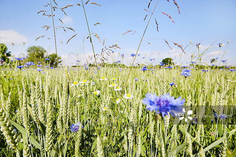 夏天，在农田边缘盛开着矢车菊和雏菊，一派乡村风光图片素材