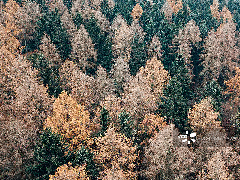 鸟瞰秋天的森林图片素材