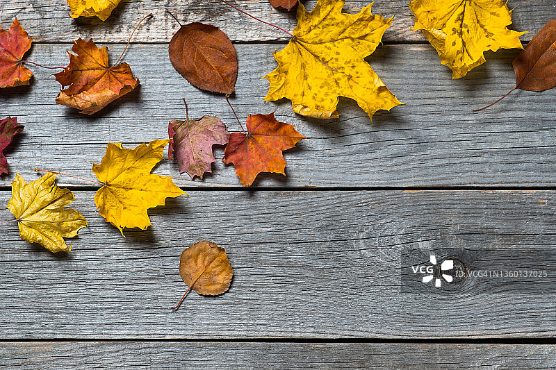 秋天的黄叶桦树，枫树和白杨，在木制背景或桌子上。秋天的自然背景。副本的空间。图片素材