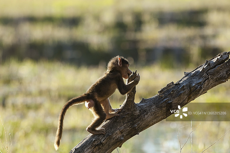恰克玛狒狒宝宝，奥科万戈三角洲图片素材