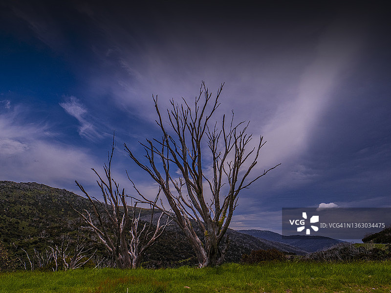 新南威尔士州科修斯科国家公园雪山上的古特加大坝上的死雪橡胶树。图片素材