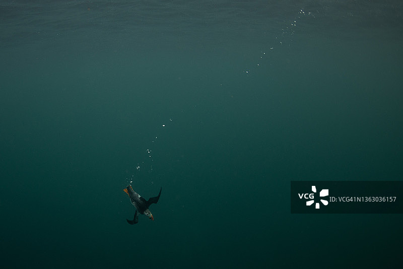 大西洋海雀潜水图片素材