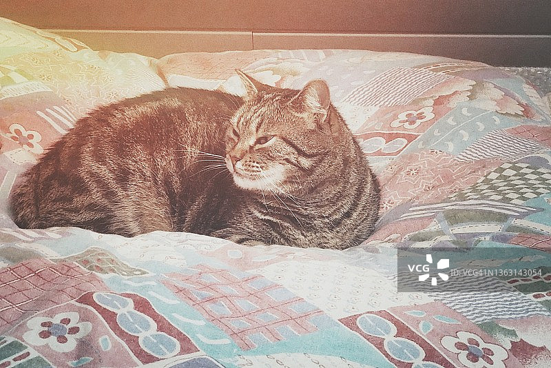 床上的猫图片素材
