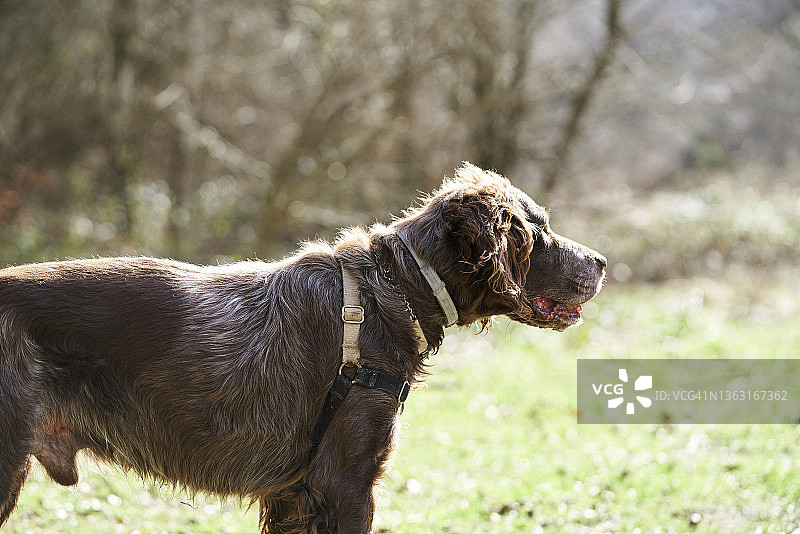 狗的肖像(德国指针)享受阳光灿烂的一天。图片素材