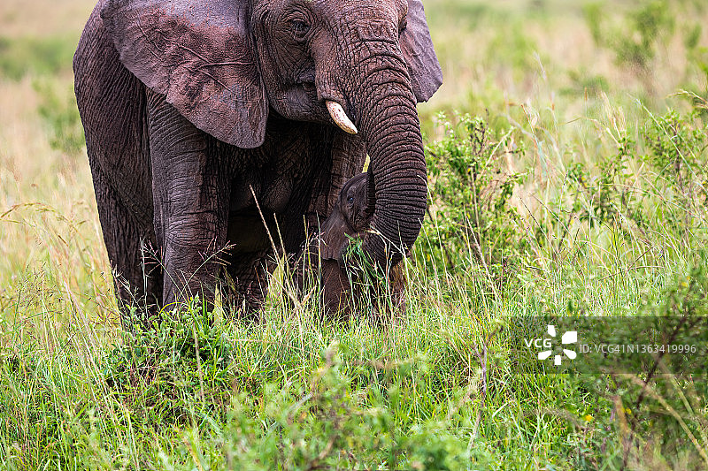 小象和母象在野外图片素材